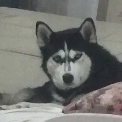 هاسکی ماده یکساله با چشمهای یخی و واکسینه|سگ|خرمآباد, |دیوار