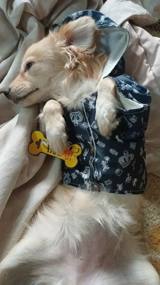 واگزاری سه عدد سگ پاپی|سگ|اصفهان, کوی امیریه|دیوار