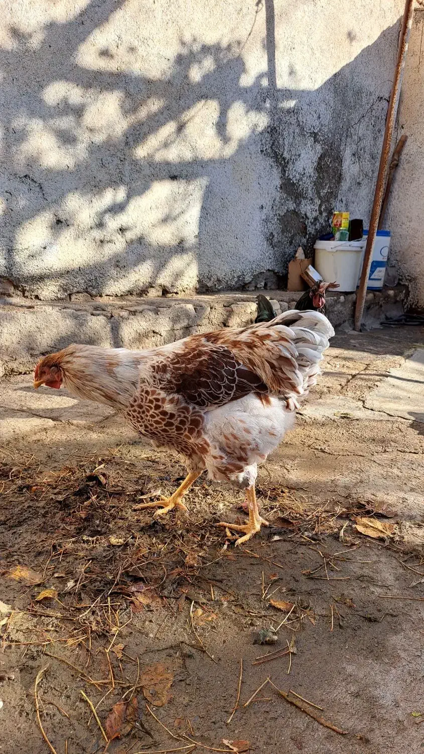 خروس ویاندوت اورنج،خروس چینی مشکی ومرغ چهل تاج|حیوانات مزرعه|مشهد, ویلاشهر|دیوار