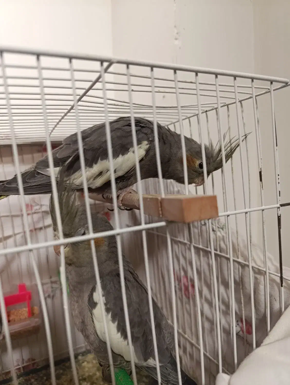 عروس هلندی|پرنده|چناران, |دیوار