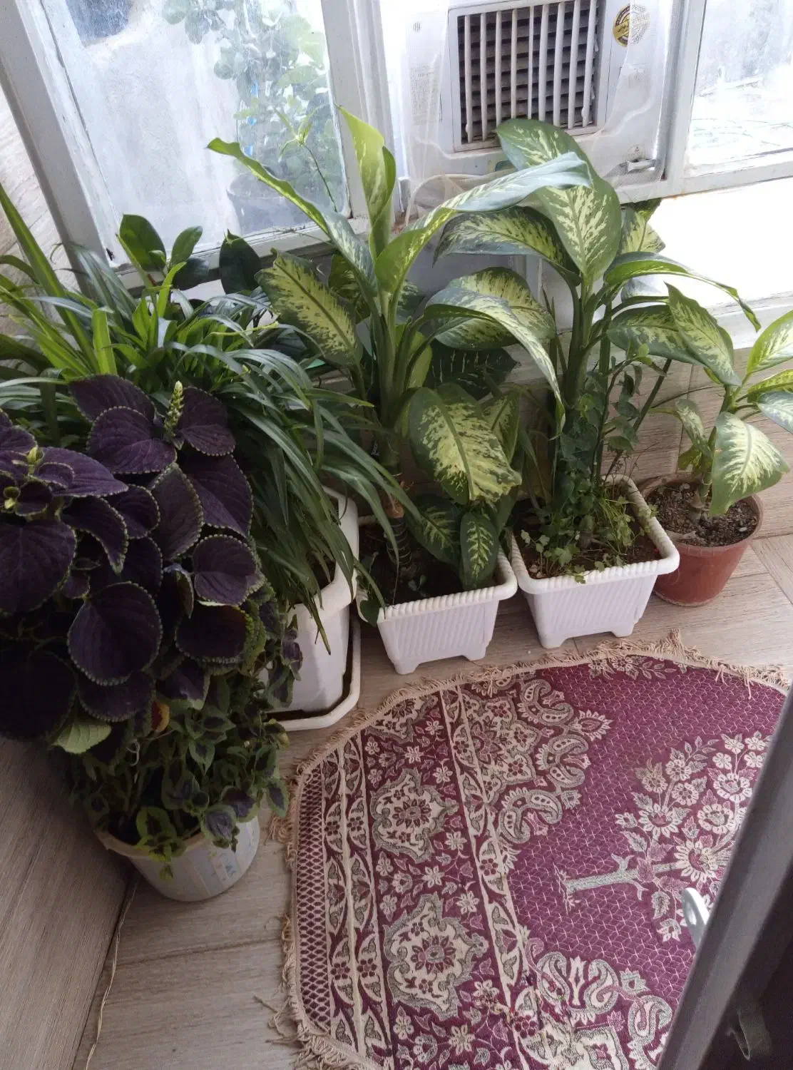 گل گیاه|گل و گیاه طبیعی|دهگلان, |دیوار