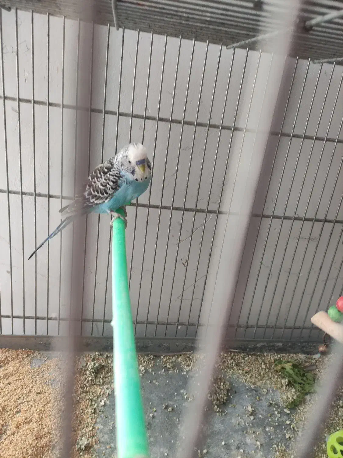 مرغ عشق|پرنده|شاهین‌شهر, خانه کارگر|دیوار