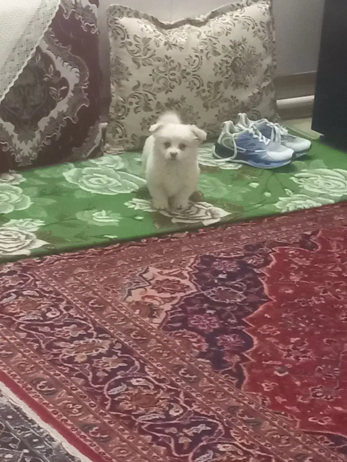 سگ شیتزو|سگ|بناب, |دیوار