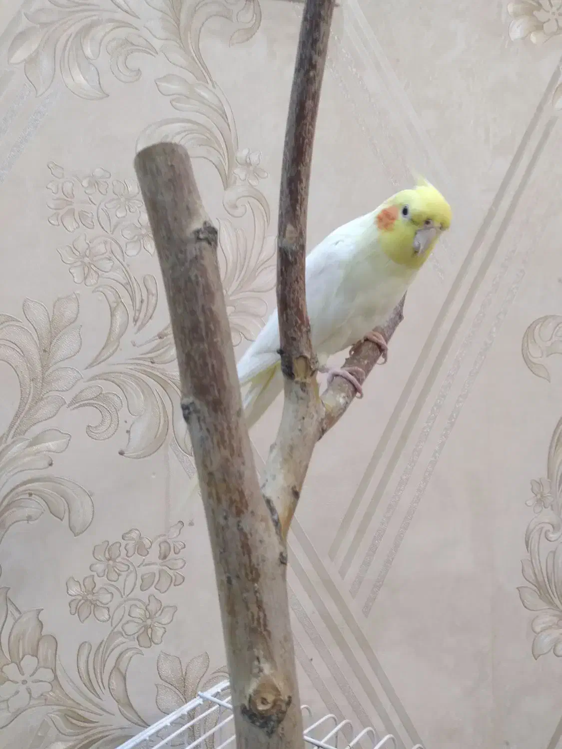 عروس هلندی نر|پرنده|درگزین, |دیوار