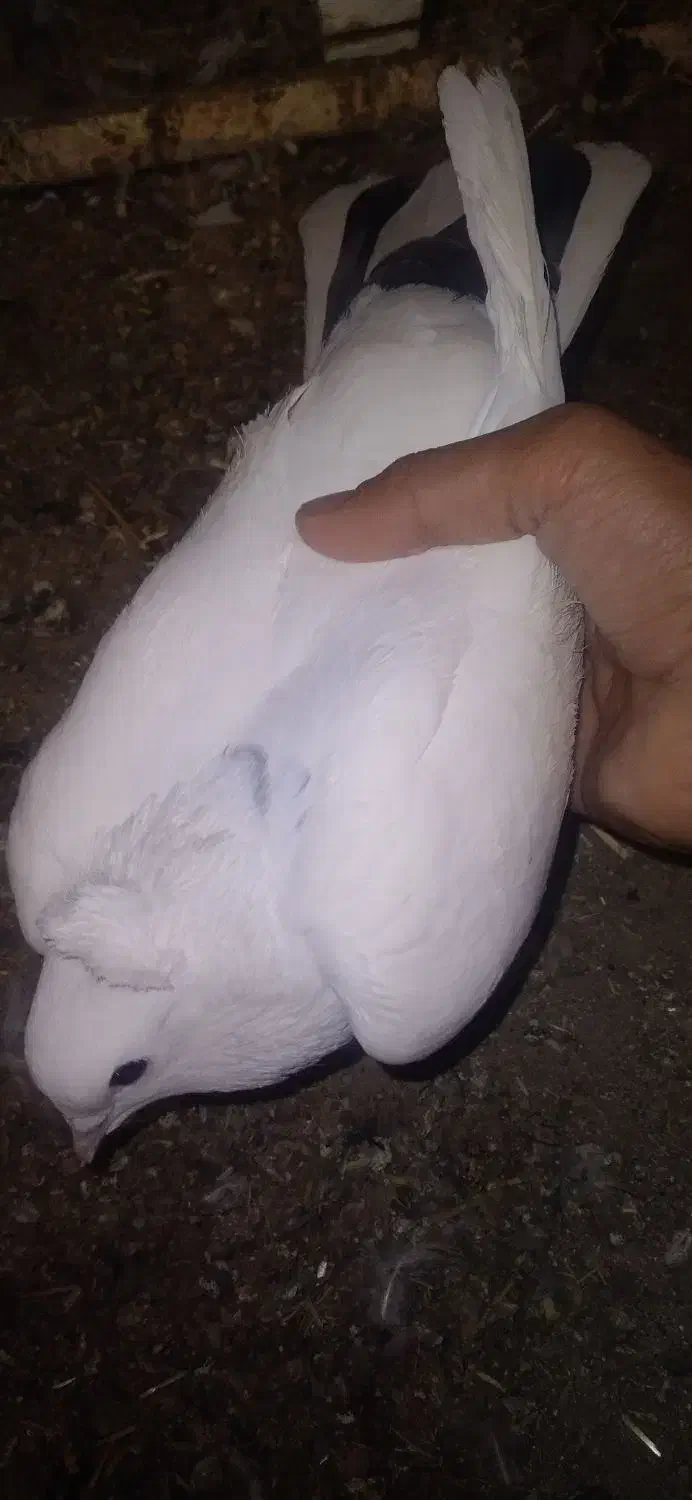 کبوتر گتوند|پرنده|گتوند, |دیوار