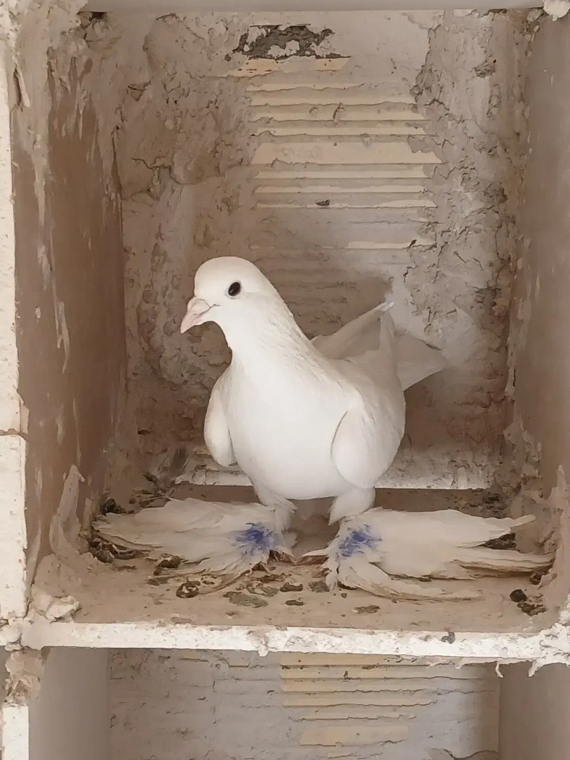 کفتر لوتی نر|پرنده|اهر, |دیوار