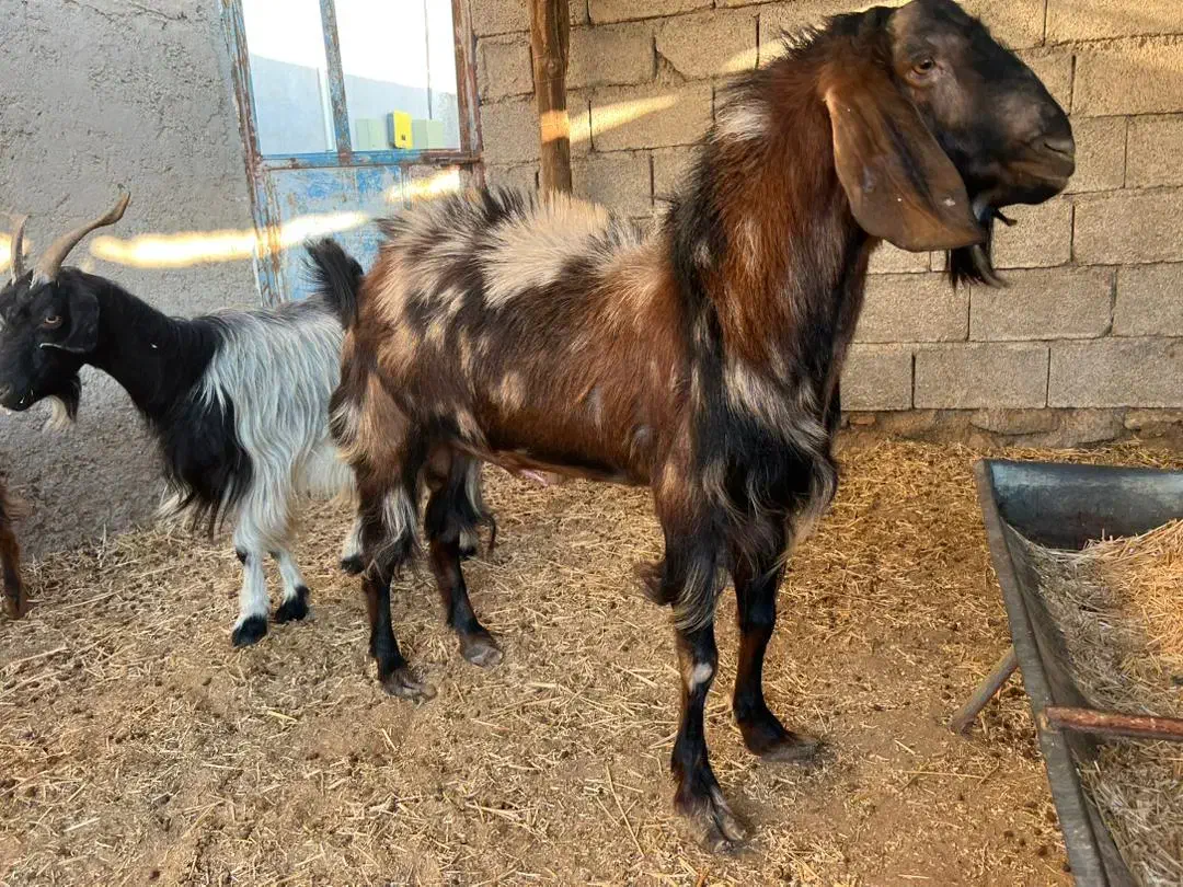 پازن|حیوانات مزرعه|چغادک, |دیوار