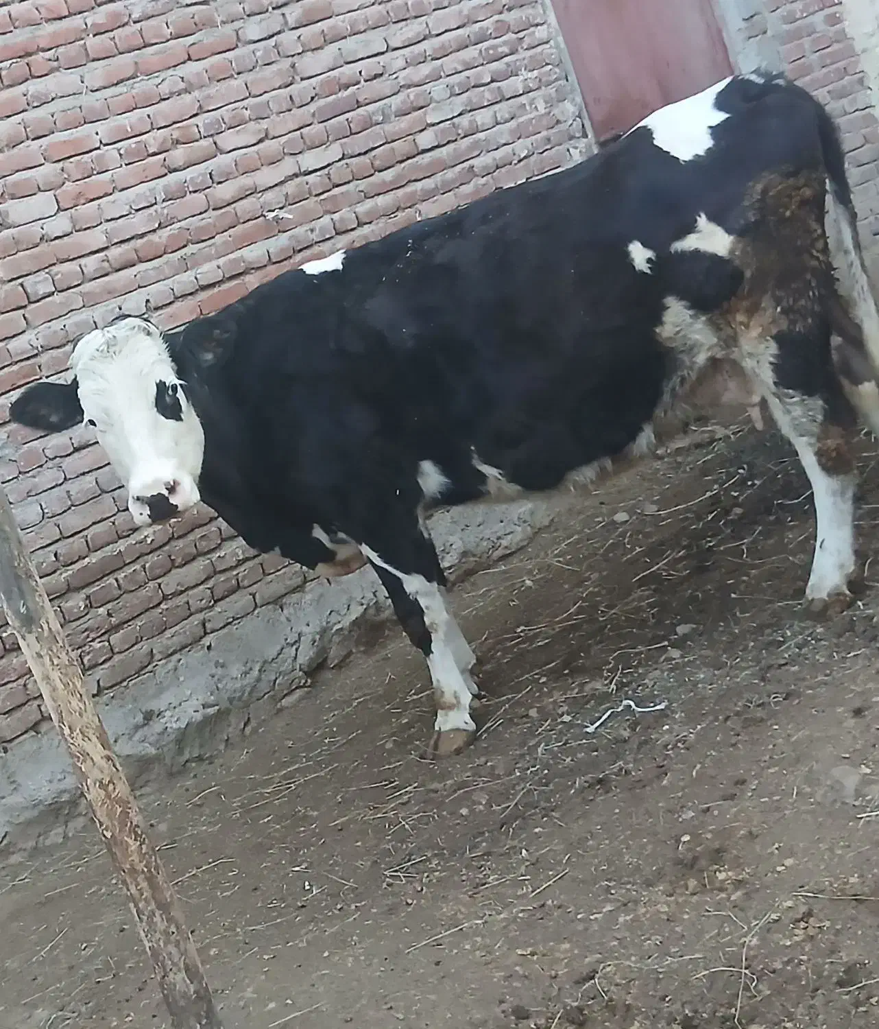 فروشی|حیوانات مزرعه|نظر کهریزی, |دیوار