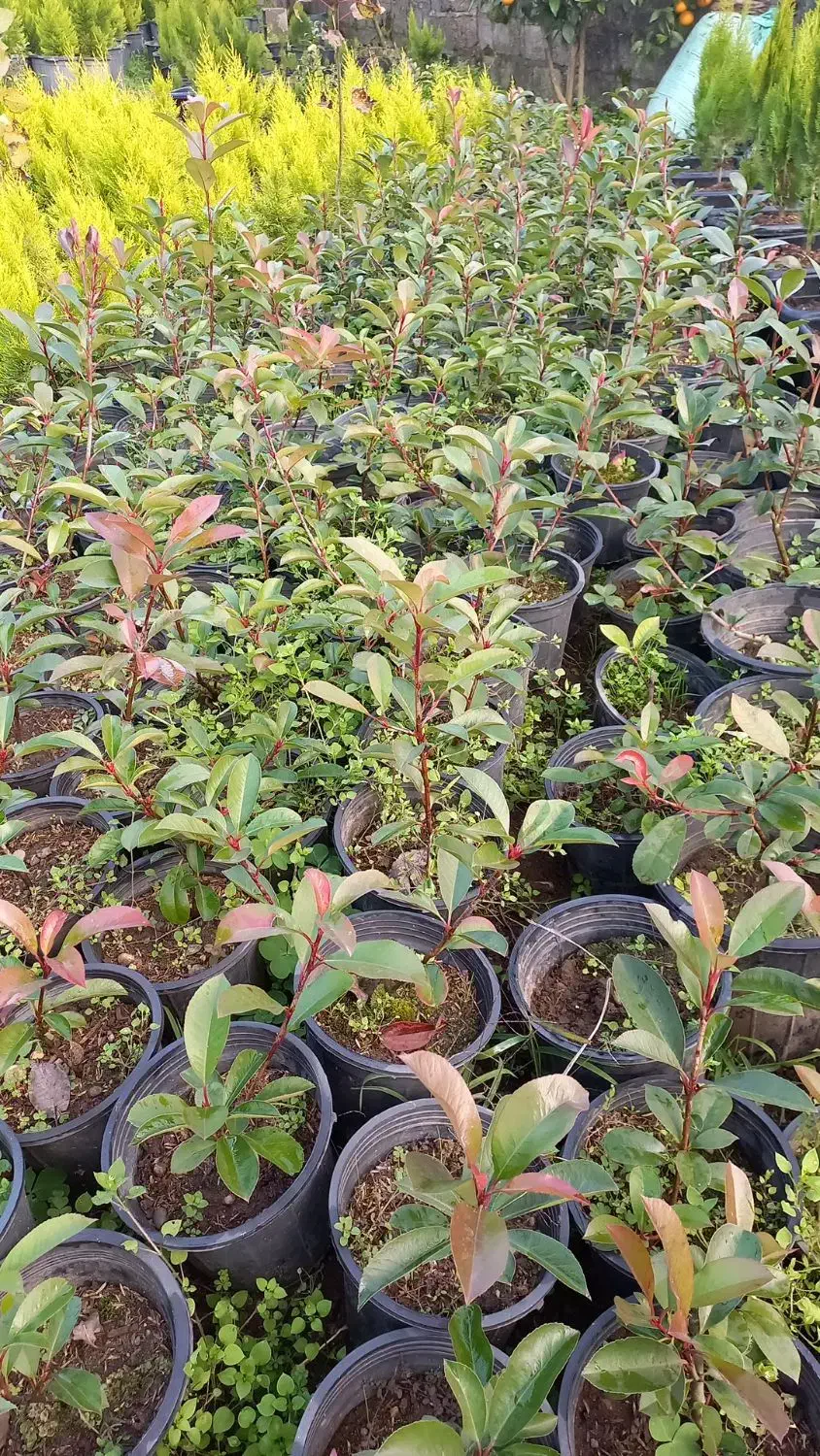 فتونیا|گل و گیاه طبیعی|کلاچای, |دیوار