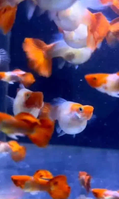 اکواریوم امیر|ماهی|اردبیل, |دیوار