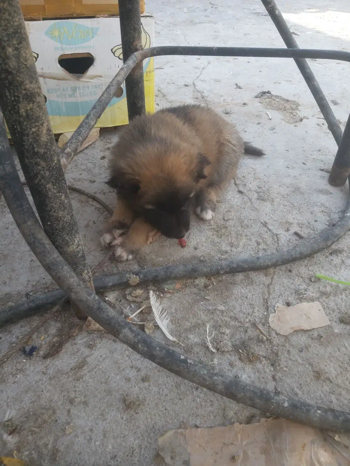 واگذاری توله سگ سرابی|سگ|یزد, |دیوار