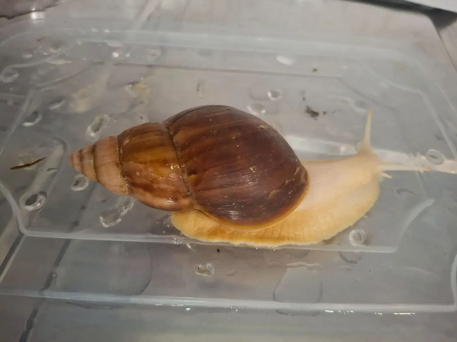 حلزون|خزنده|شهریار, شهرک شاهد|دیوار