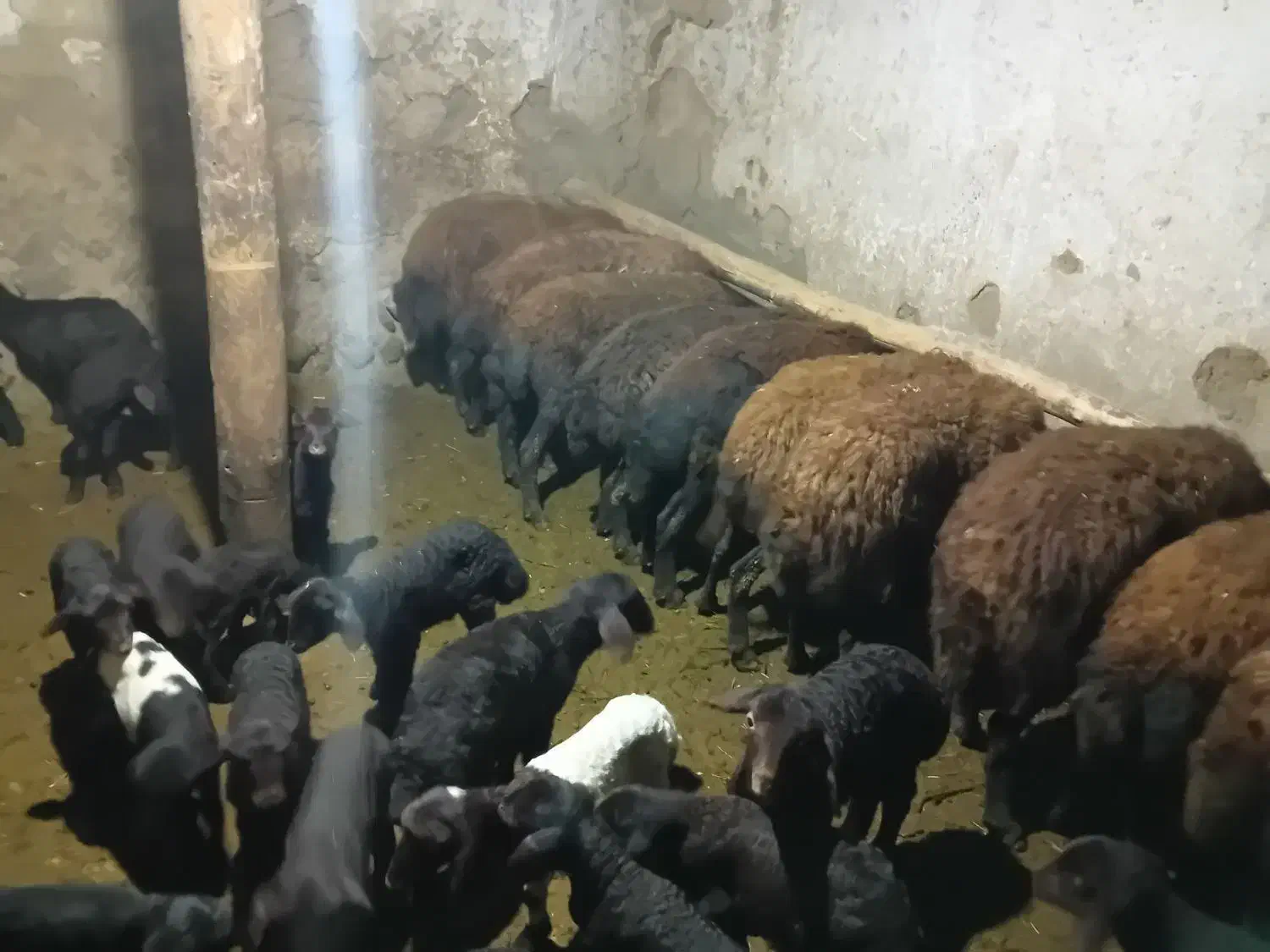 گوسفند بره دار افشار|حیوانات مزرعه|انگوران, |دیوار