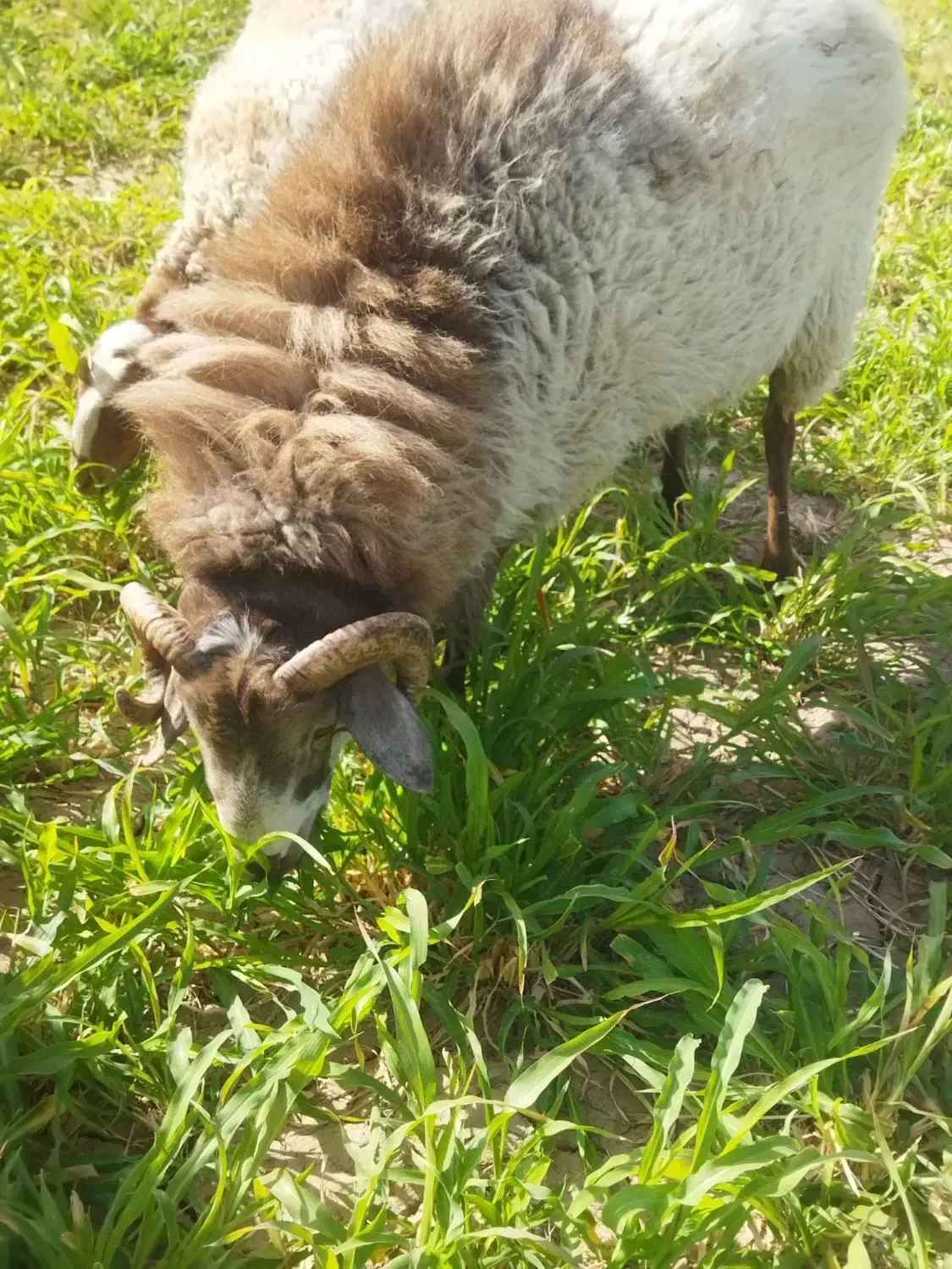 قوچ رومانووف|حیوانات مزرعه|سبزوار, کراب|دیوار