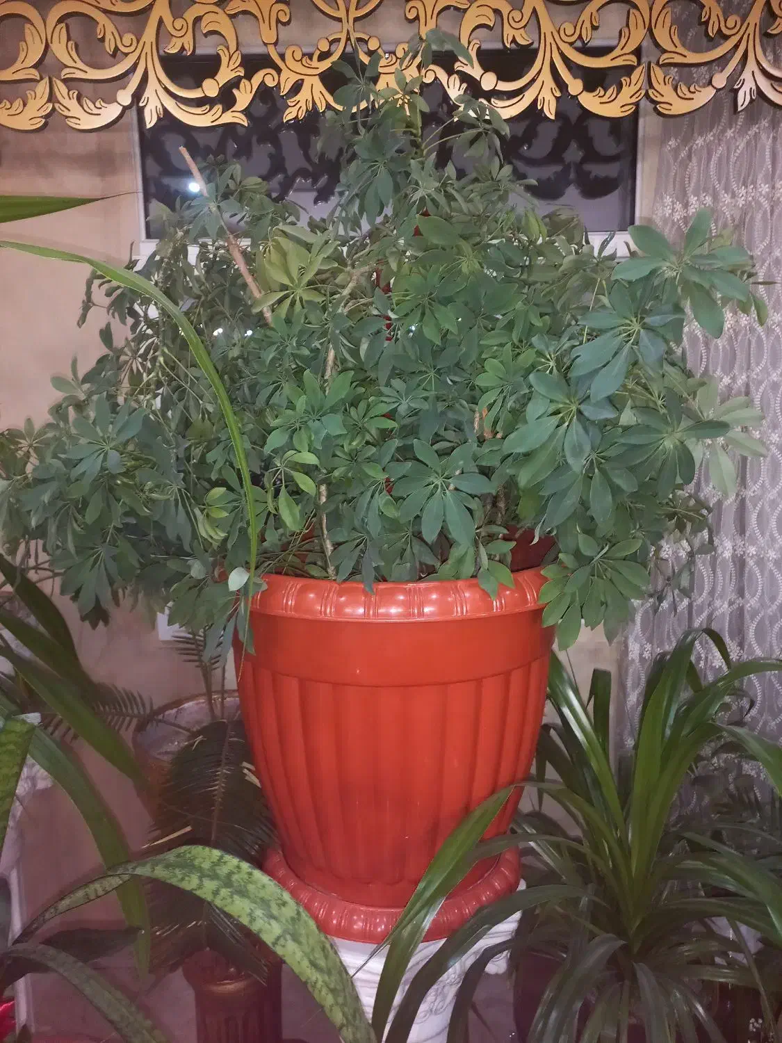 گلهای آپارتمانی|گل و گیاه طبیعی|قدس, شهرقدس|دیوار