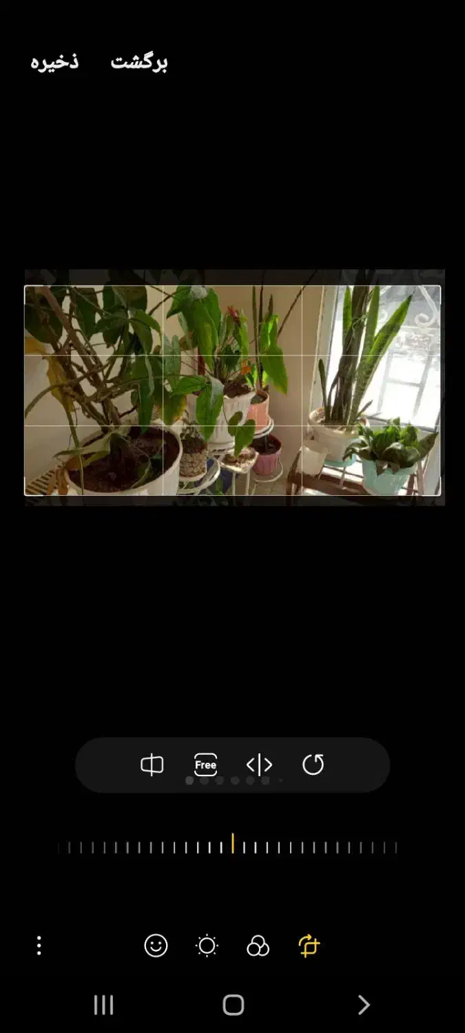 گل وگلدان طبیعی|گل و گیاه طبیعی|گلبهار, شهر جدید گلبهار|دیوار