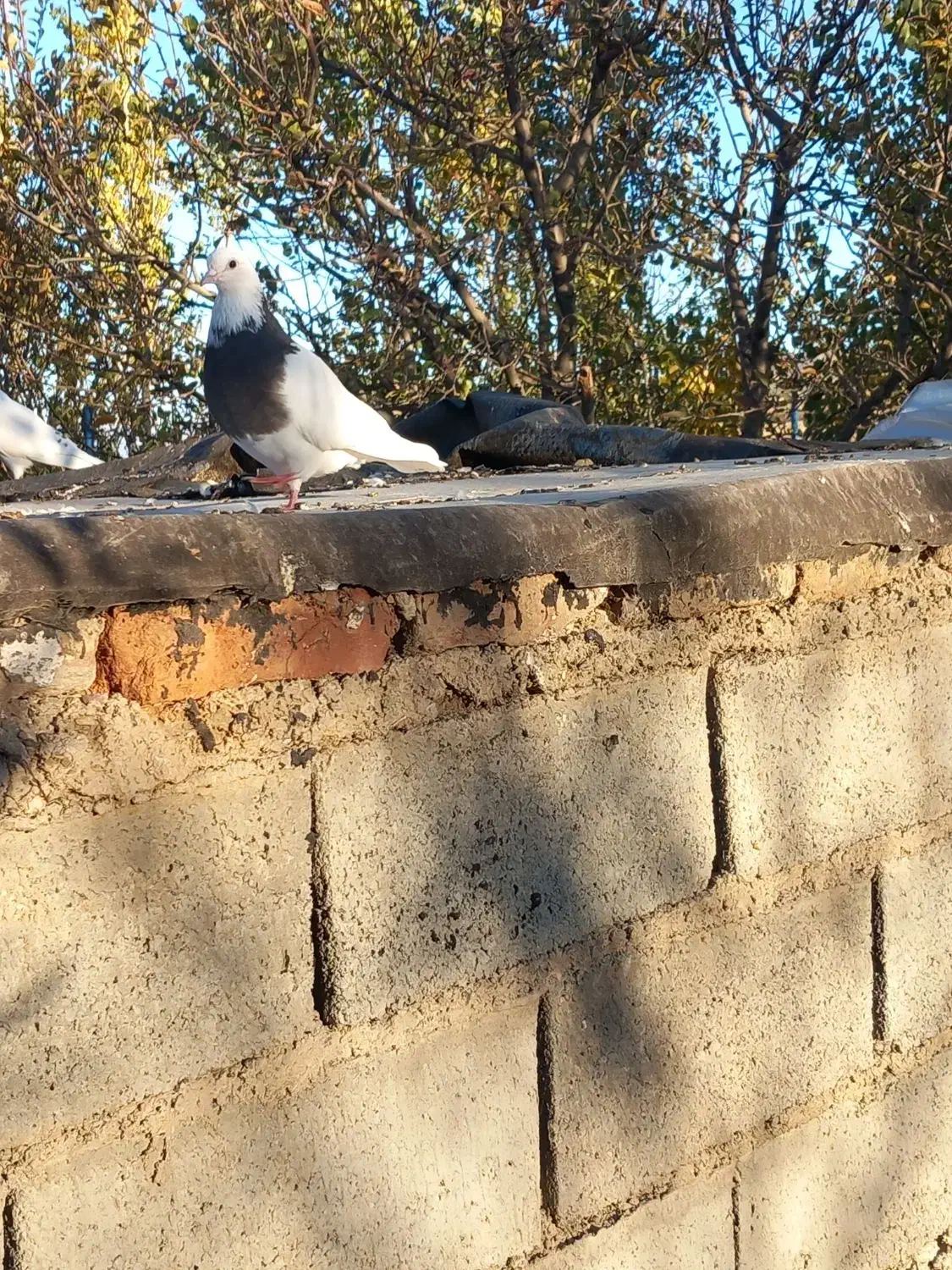 کبوترطوقی ماده|پرنده|اهر, |دیوار