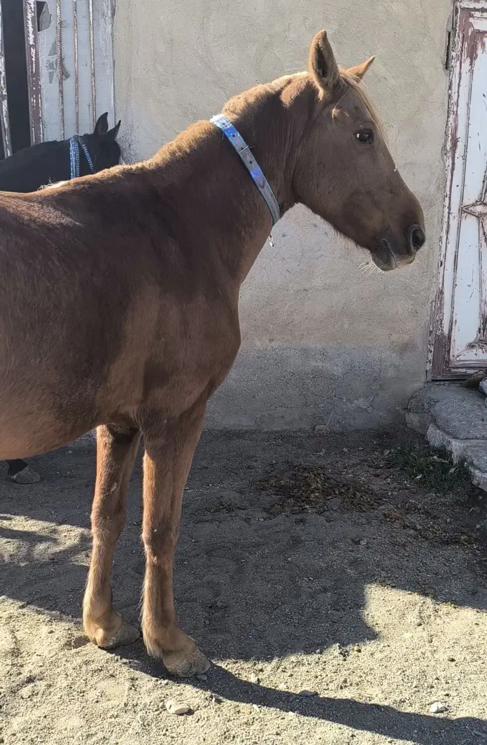 اسب و یخته ۶سال|اسب و تجهیزات اسبسواری|سردشت, |دیوار