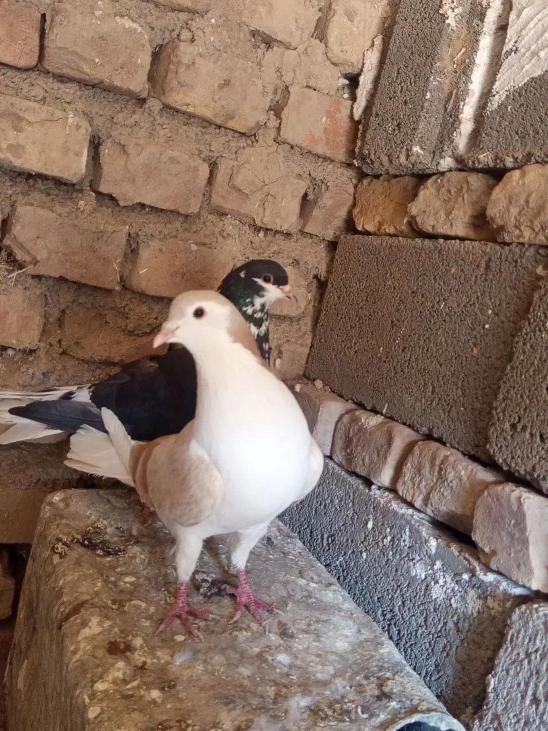 کبوتر|پرنده|سرایان, |دیوار