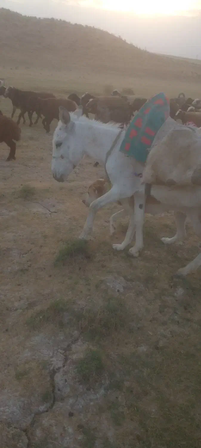 واگذاری انواع الاغ|حیوانات مزرعه|تهران, شهرک آزمایش|دیوار