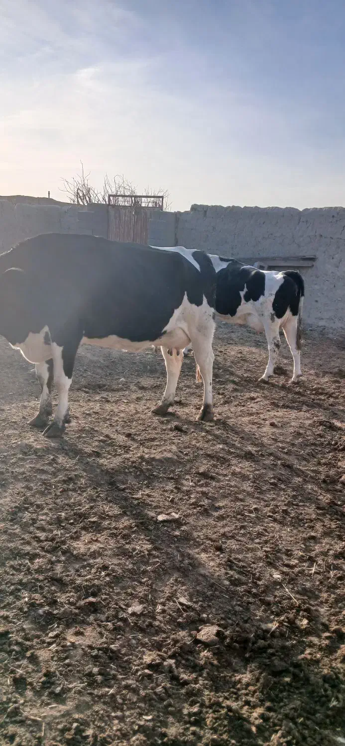 گاو آبستن شیر بالا|حیوانات مزرعه|اسفراین, |دیوار