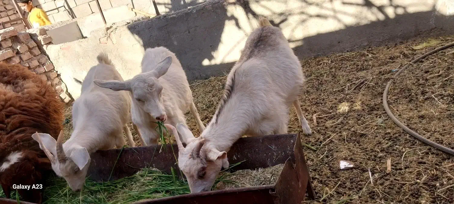 سانن|حیوانات مزرعه|سده (خراسان جنوبی), |دیوار