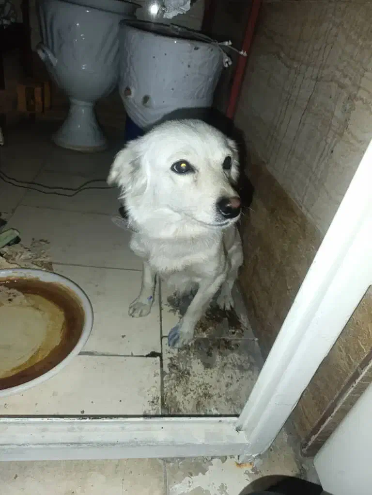 واگذاری سگ|سگ|ایذه, |دیوار