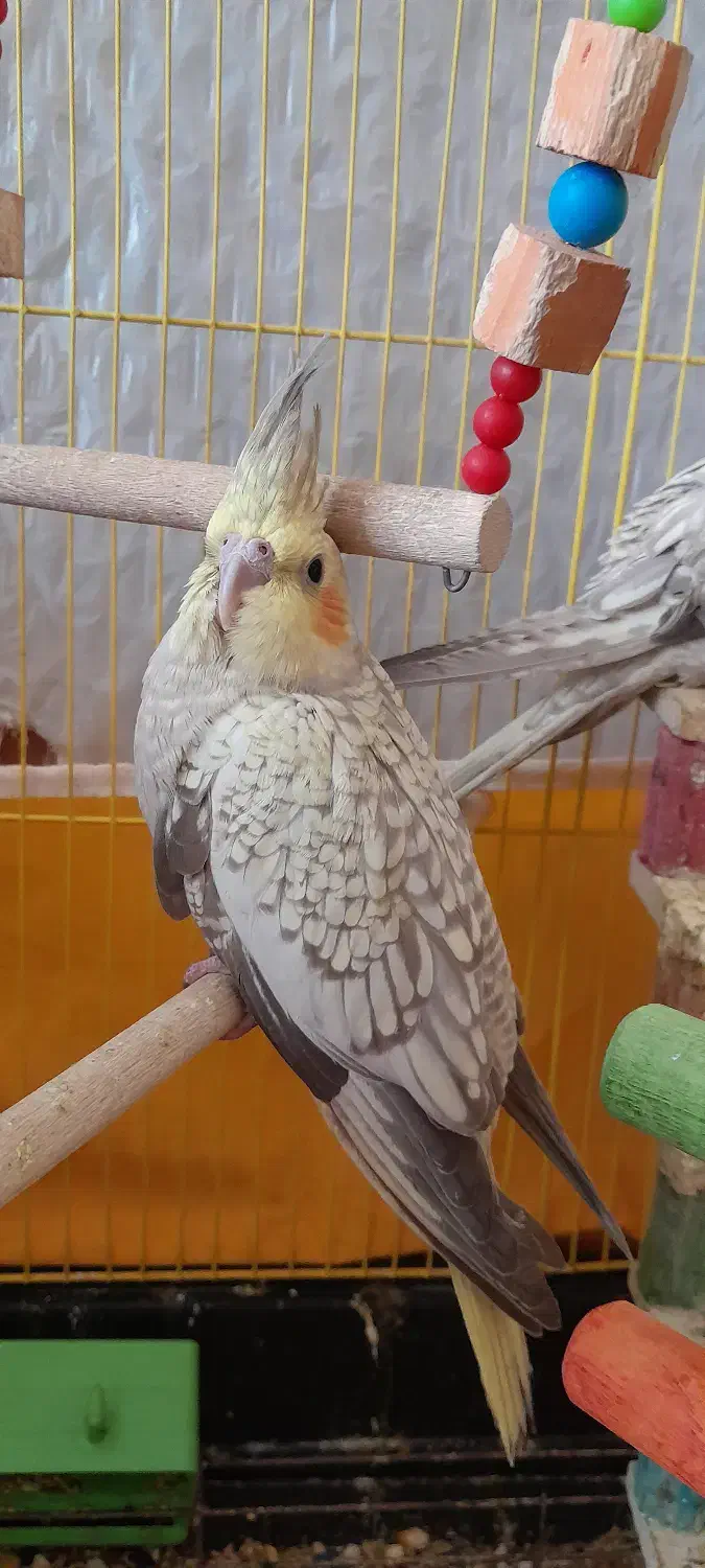 عروس هلندی|پرنده|خمینی‌شهر, |دیوار