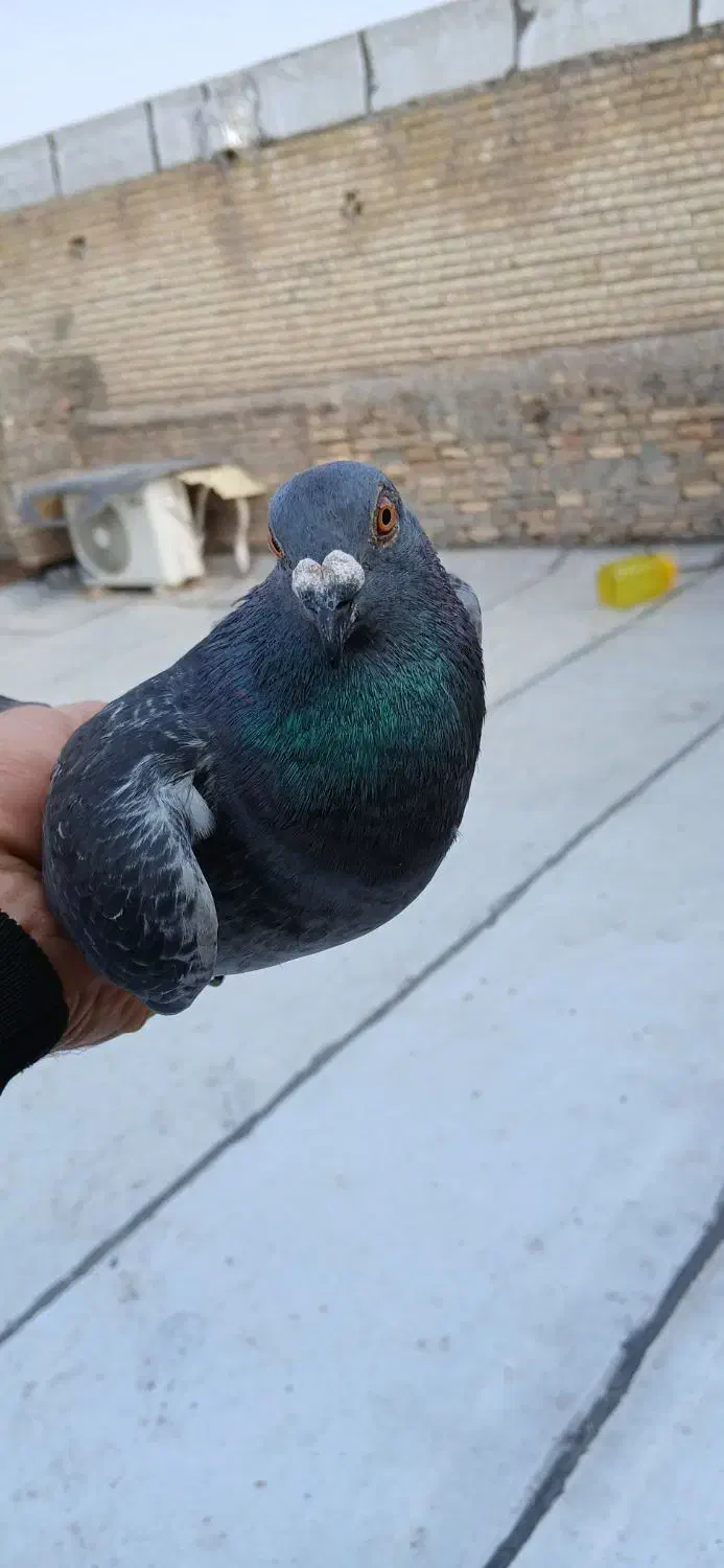 پلاکی|پرنده|خرمشهر, |دیوار