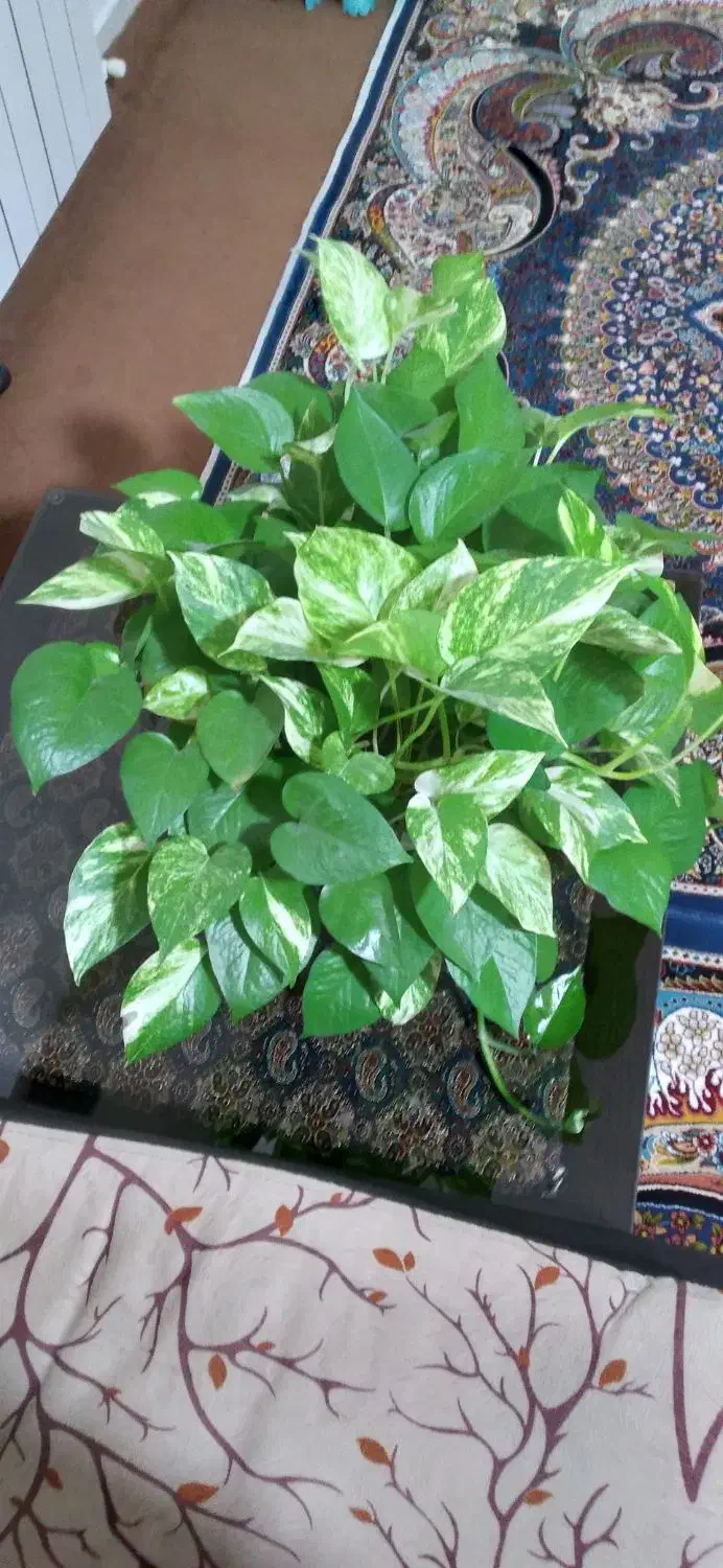 فروش پتوس|گل و گیاه طبیعی|محمدیه-قزوین, |دیوار