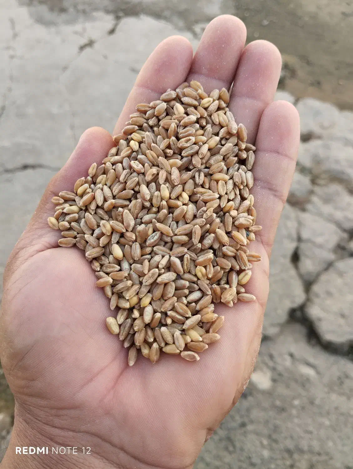 بذر گندم  آمریکایی تناژ بالای 13تن|عمده‌فروشی|اشنویه, |دیوار