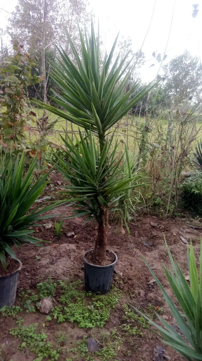 تعداد 13 عدد گل یوکا|گل و گیاه طبیعی|خمام, |دیوار