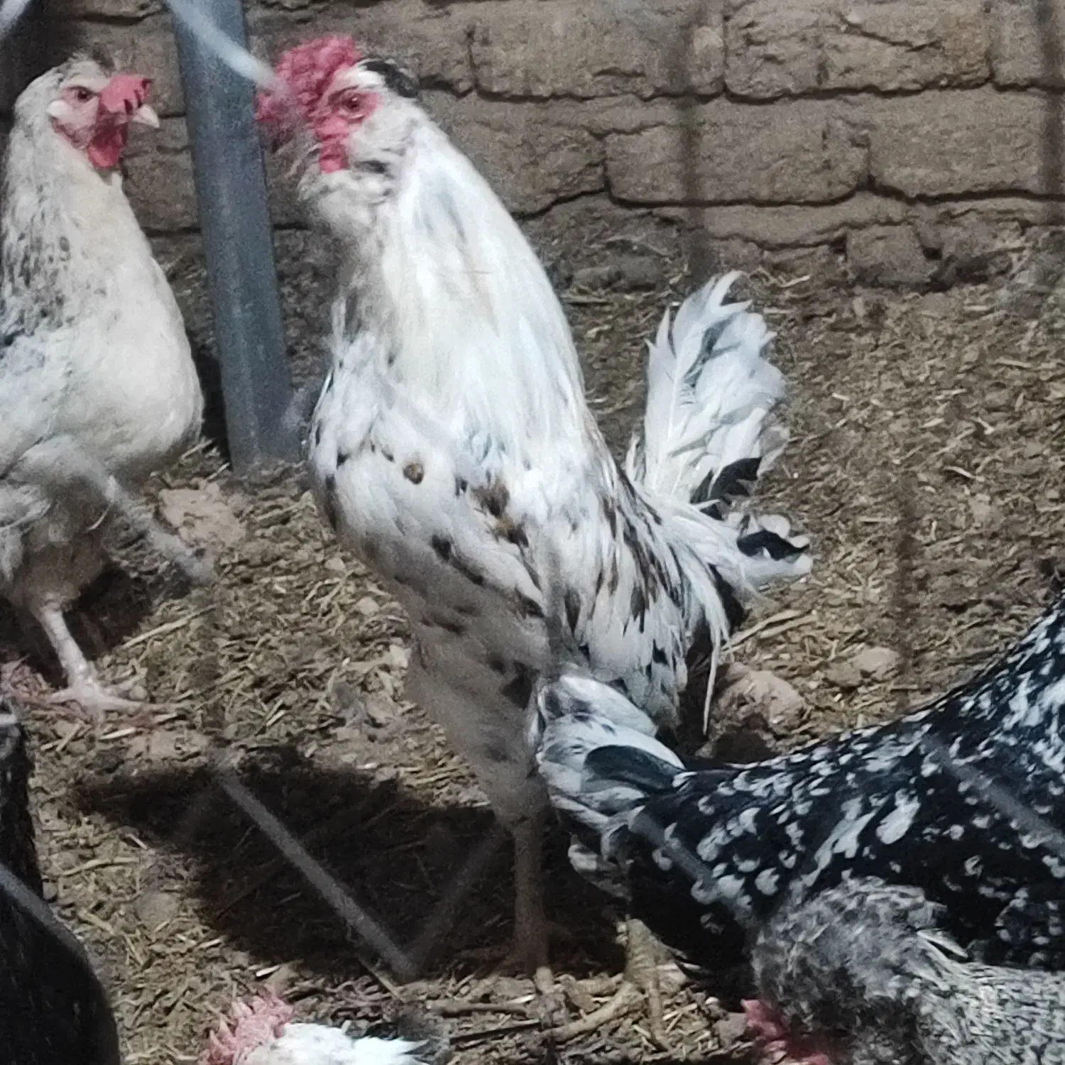 جوجه مرغ و خروس|حیوانات مزرعه|زنده رود, |دیوار