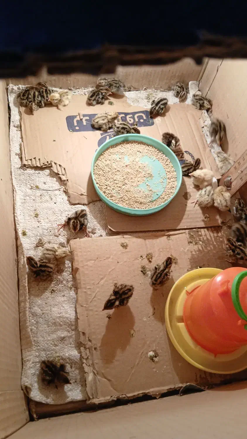 بلدرچین|لوازم جانبی حیوانات|خوشاب, |دیوار