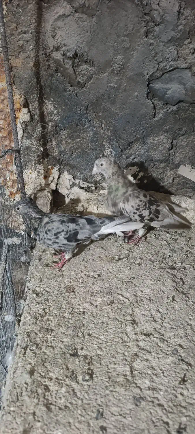 کبوتر|پرنده|نیشابور, مازول|دیوار