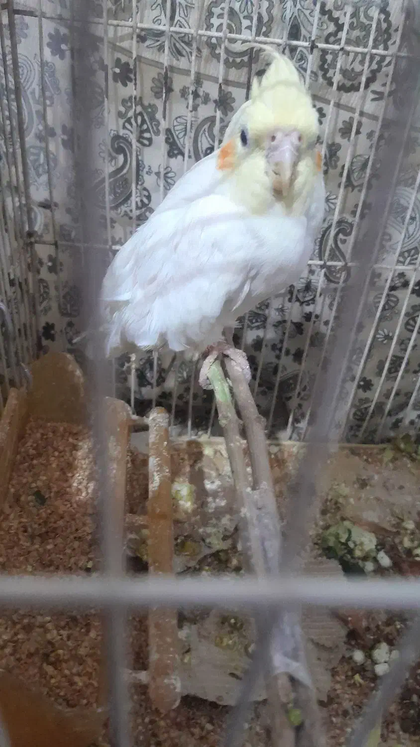 هدفن|پخش‌کننده همراه|چناران, |دیوار