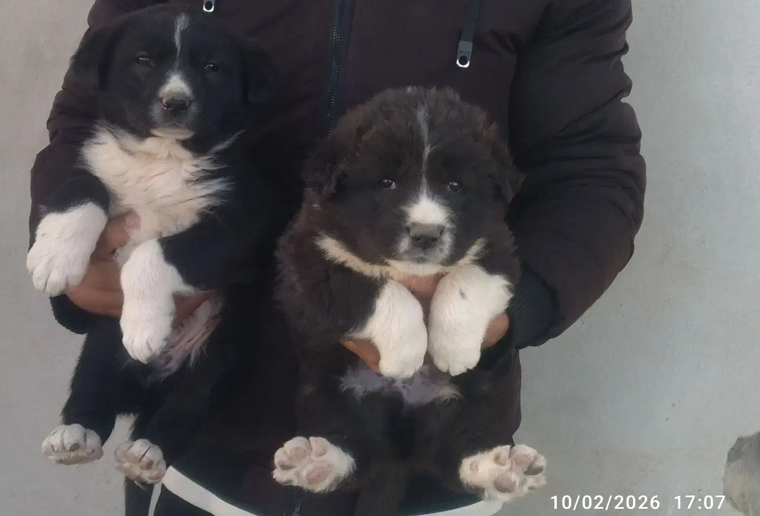 تیله قدرجونی|سگ|شاهین‌شهر, مورچه خورت|دیوار