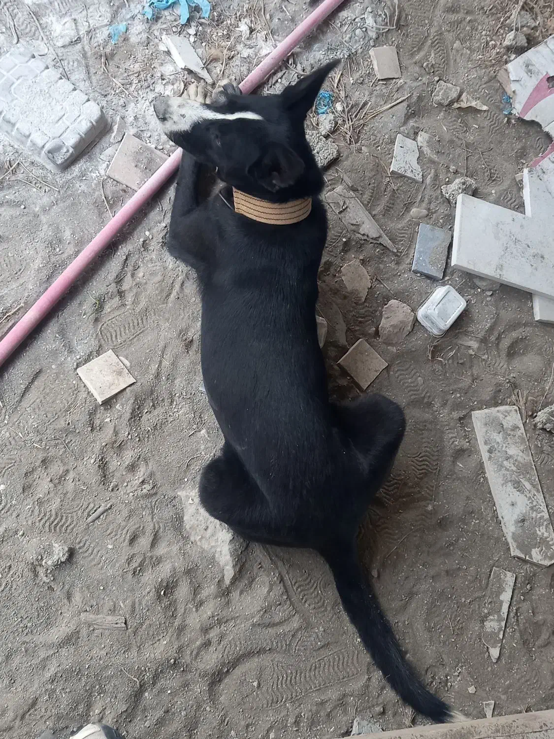 یک قلاده سگ هاسکی چشم ابی|سگ|کلاچای, |دیوار