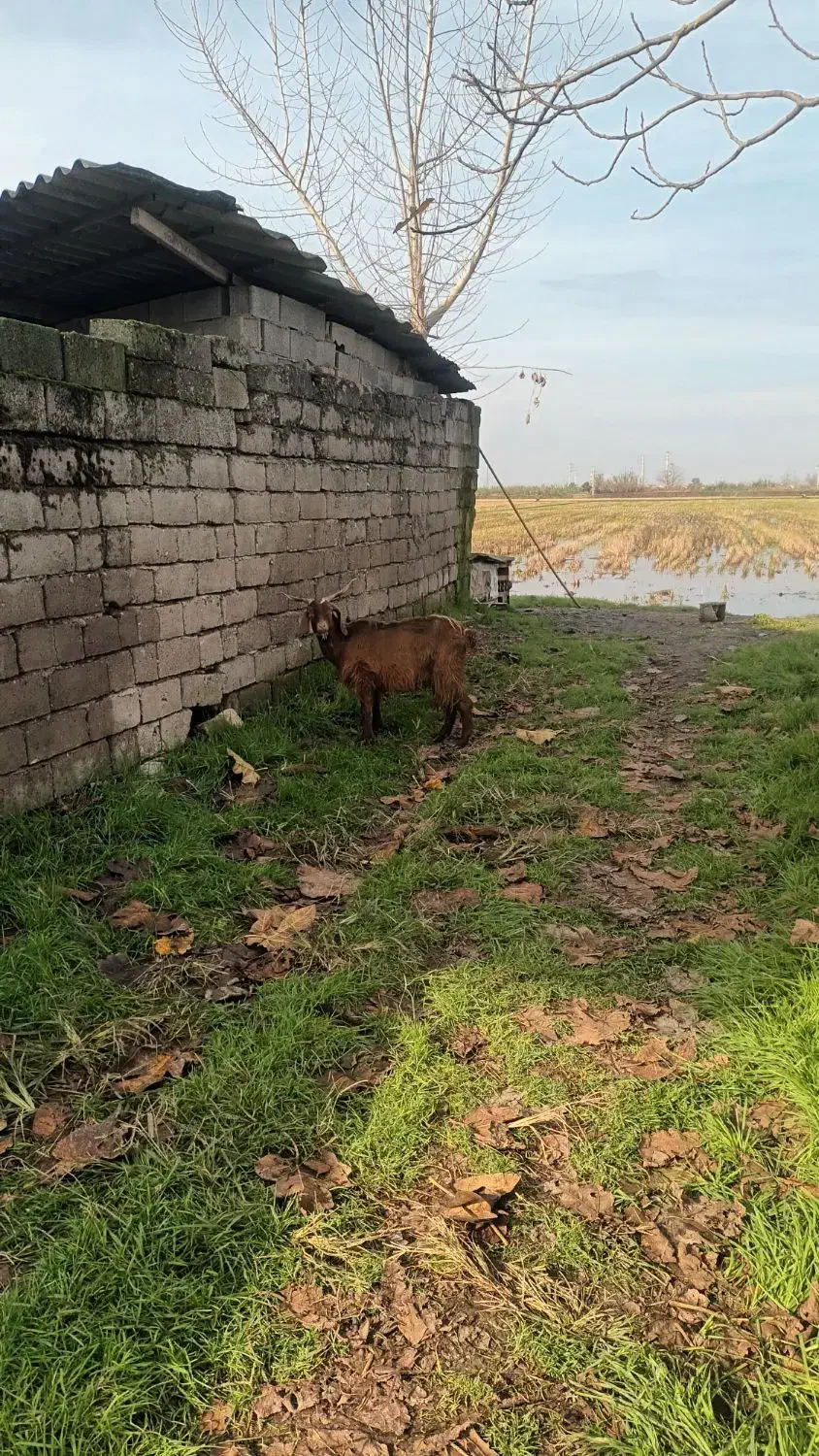 بز بزغاله پاکستانی ماده|حیوانات مزرعه|دابودشت, |دیوار