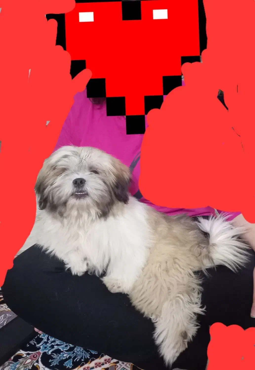 توله سوپر فلت اصل واکسن خورده شناسنامه دار|سگ|کهریزک, |دیوار