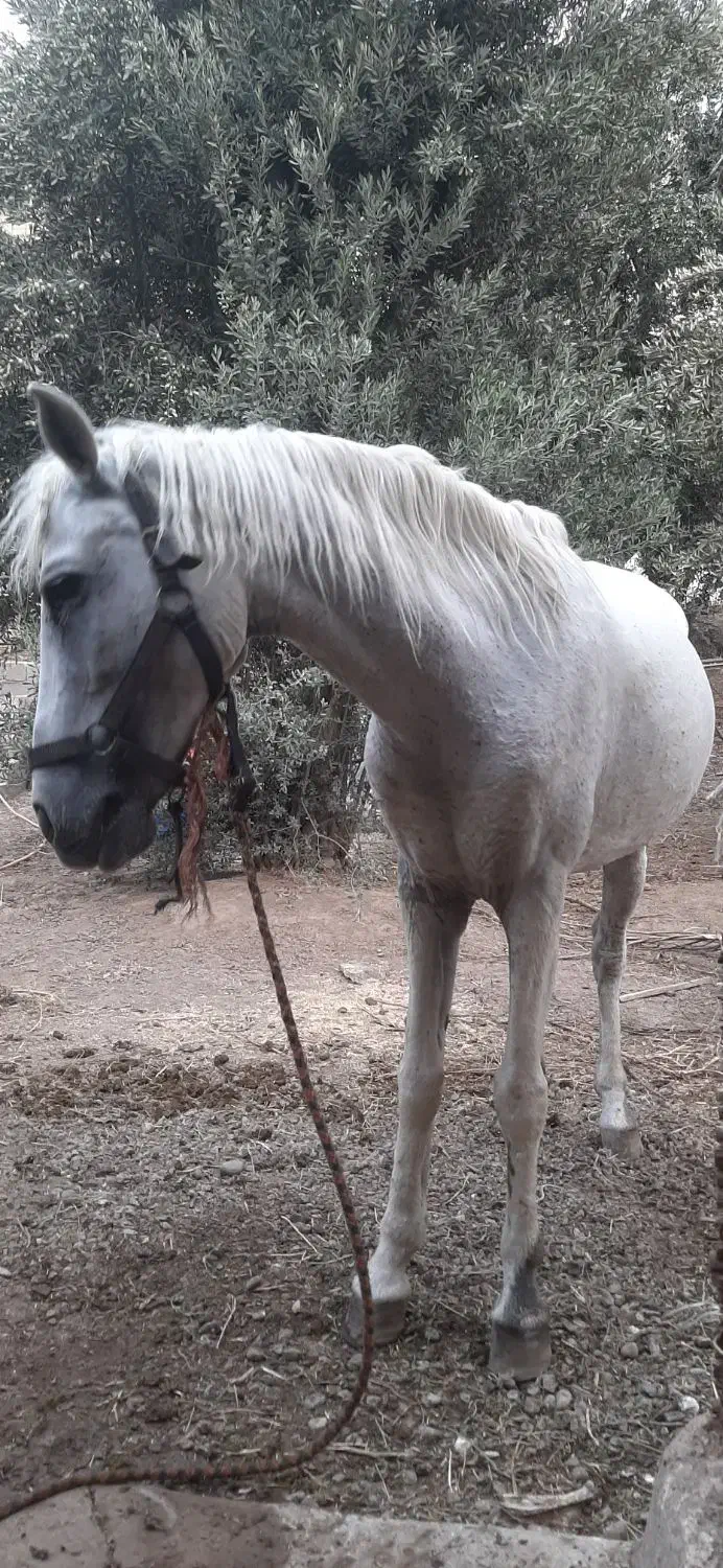 نریون و مادیون کرد|اسب و تجهیزات اسبسواری|رشت, آب و برق|دیوار