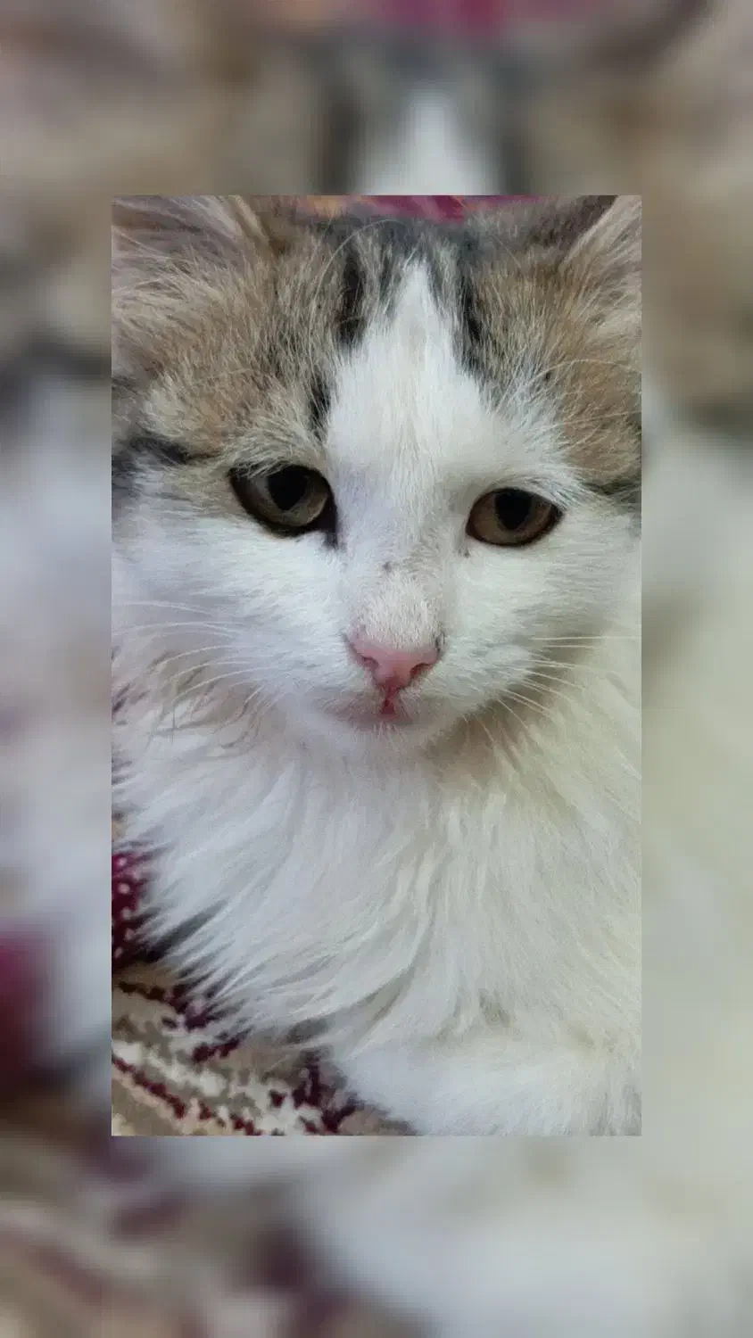 گربه خانگی|گربه|باسمنج, |دیوار