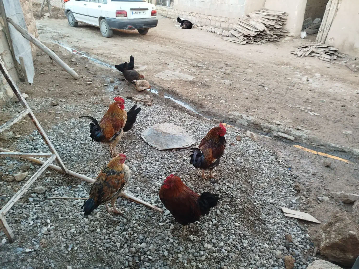 خروس|حیوانات مزرعه|کوهدشت, |دیوار