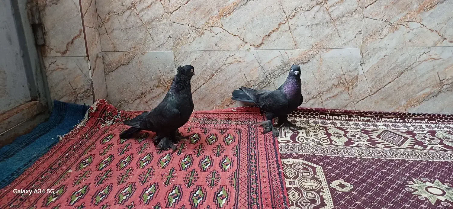 کفتر معاوضه با پرنده|پرنده|شادگان, |دیوار
