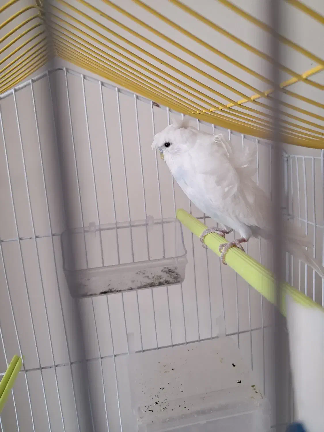 مرغ عشق فر خوش رنگ|پرنده|شهرکرد, |دیوار