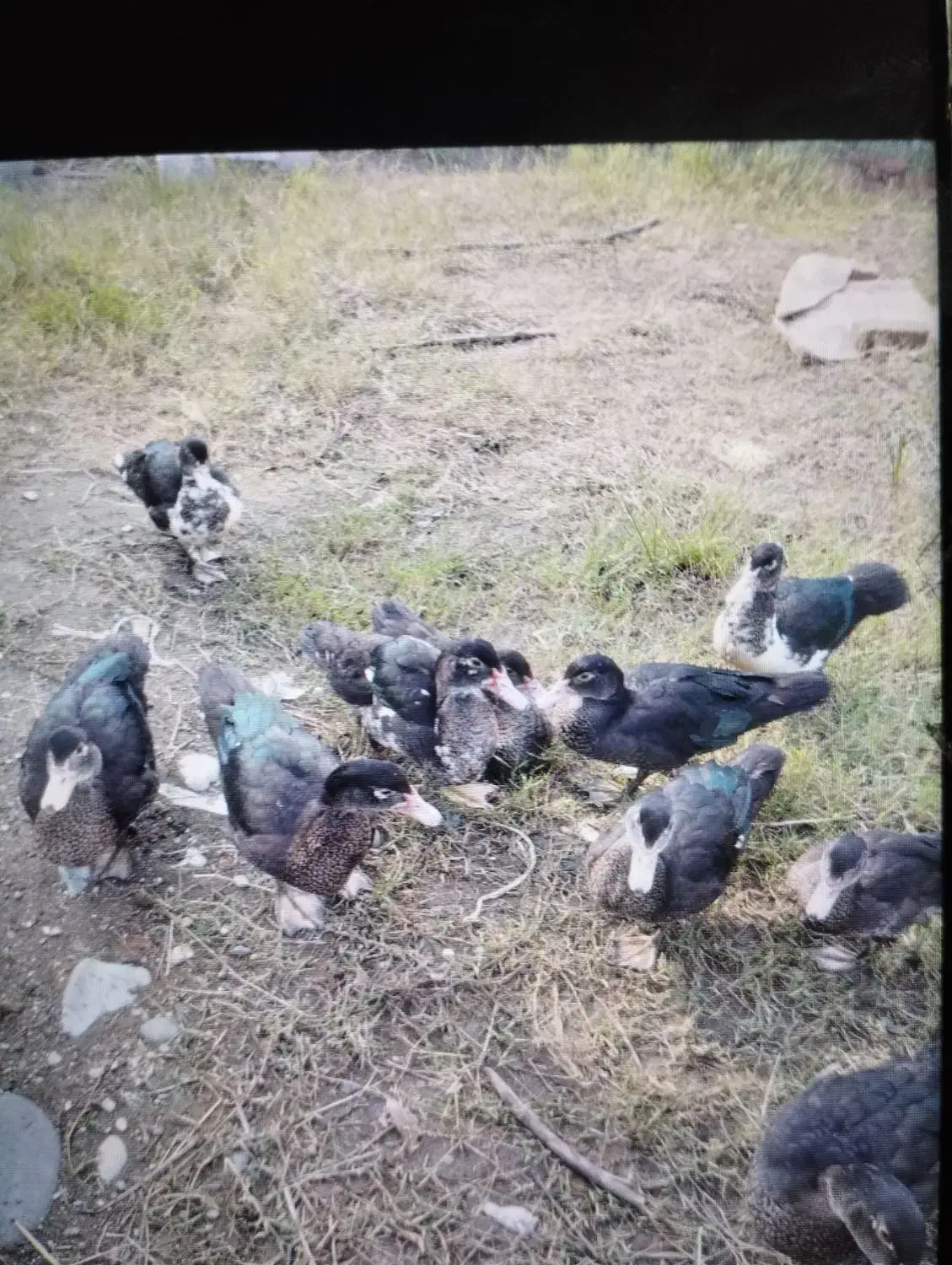 اردک اسراعیل|حیوانات مزرعه|اسالم, |دیوار