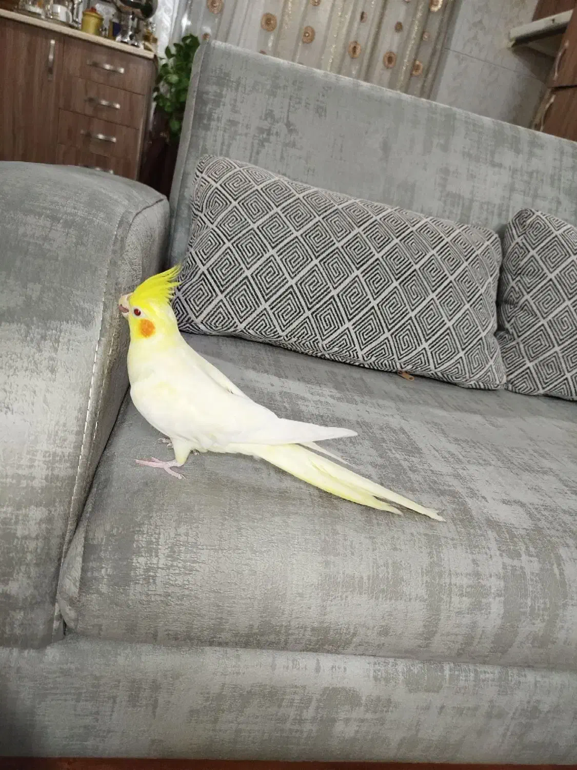 عروس هلندی|پرنده|شهریار, شهریار|دیوار