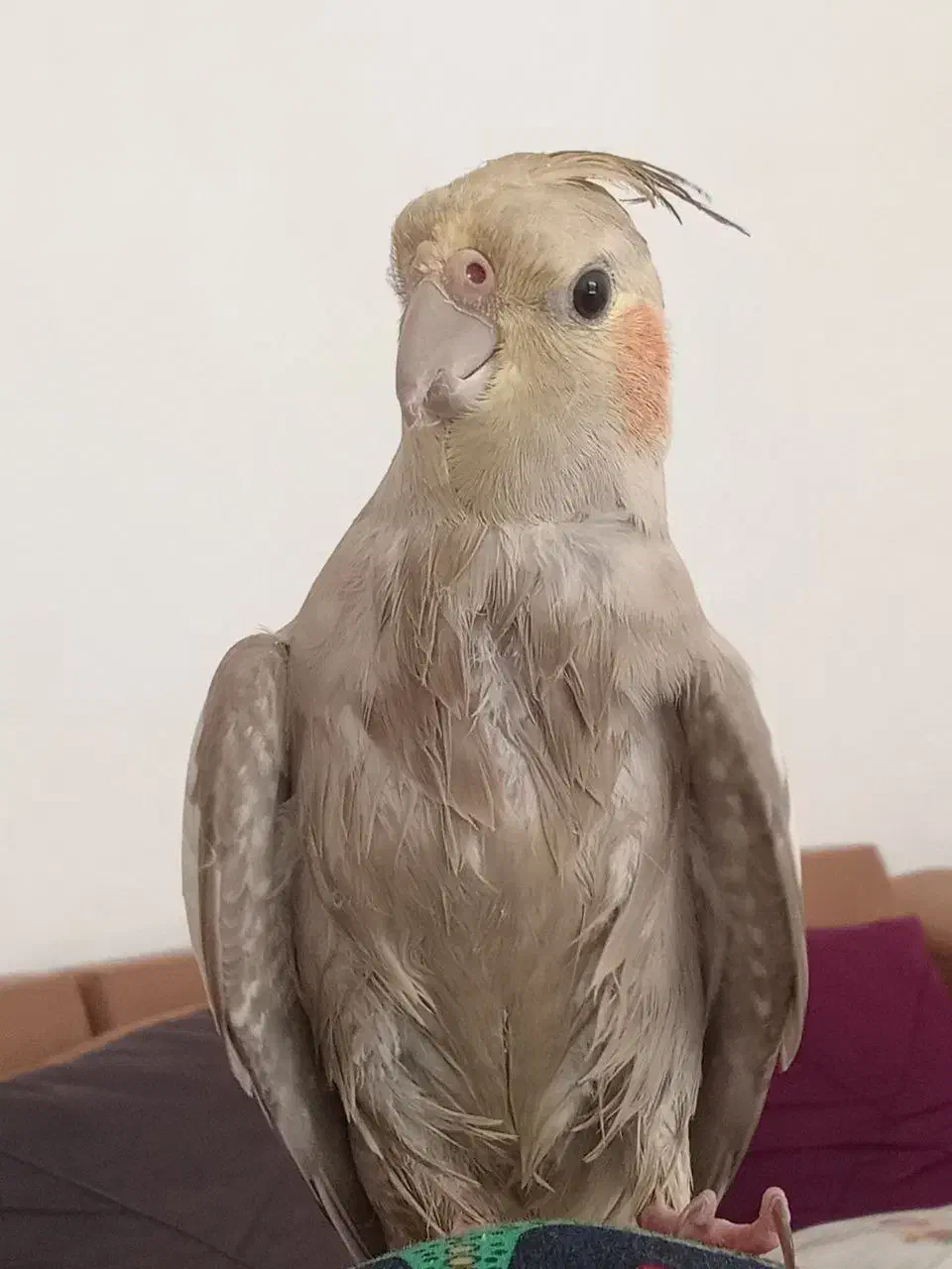 عروس هلندی|پرنده|سنندج, |دیوار