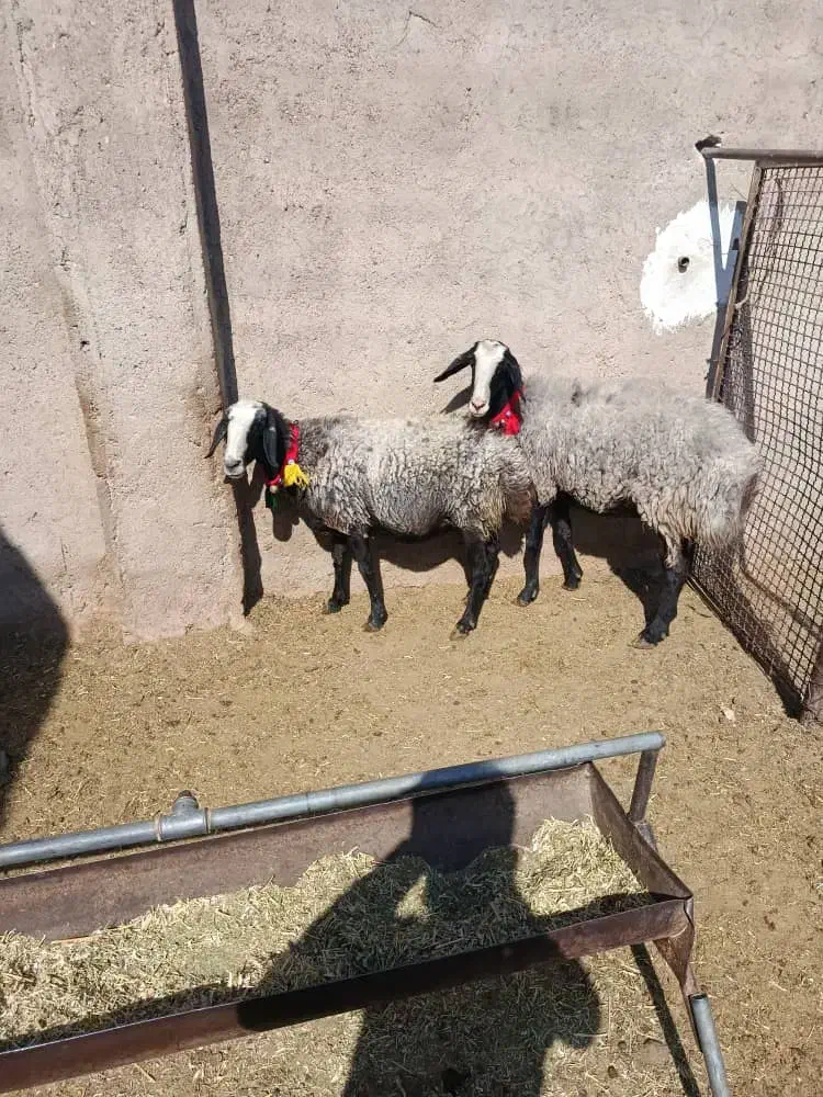 ۵راس شیشک میش شال اصل|حیوانات مزرعه|مرودشت, تخت جمشید|دیوار