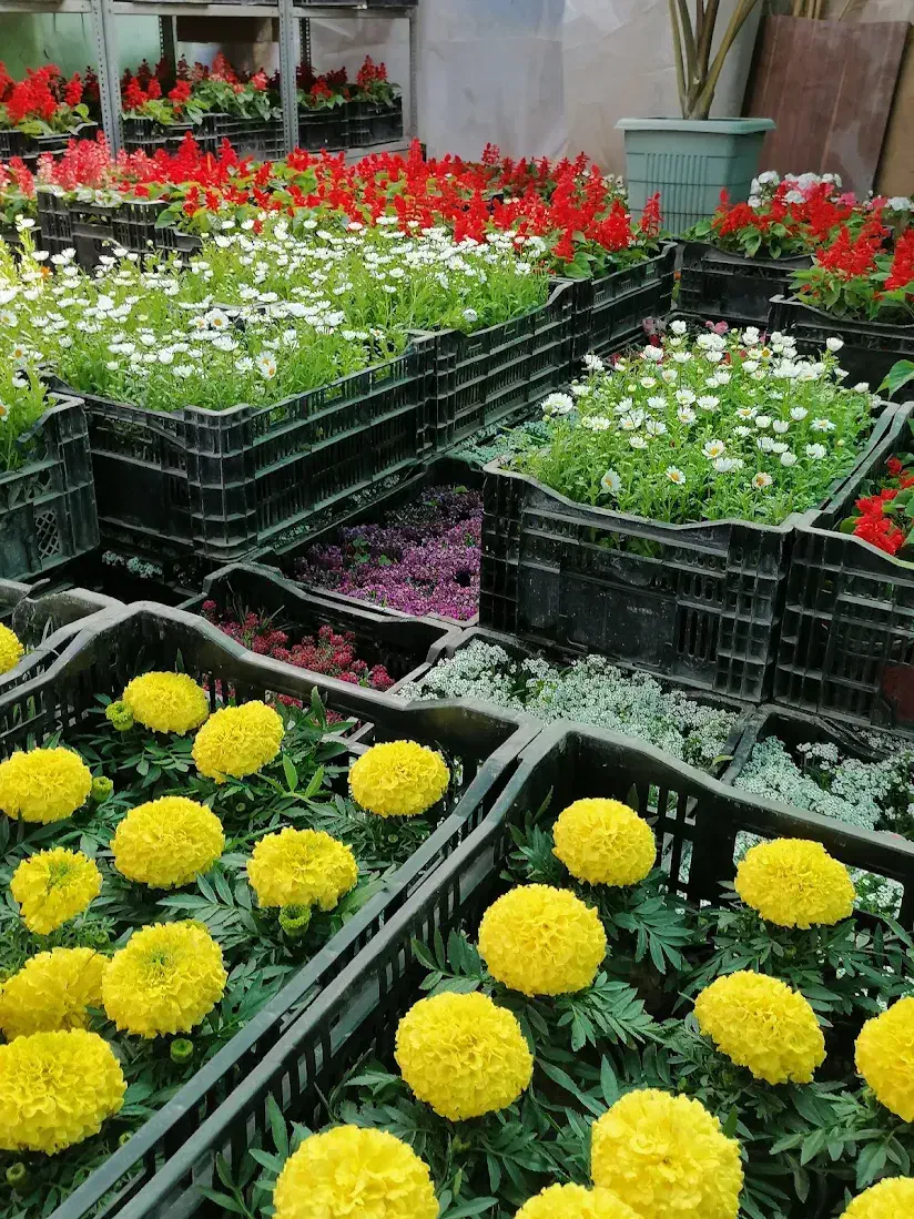 خدمات باغبانی  و گل کاری|خدمات باغبانی و درختکاری|فردیس, فردیس|دیوار